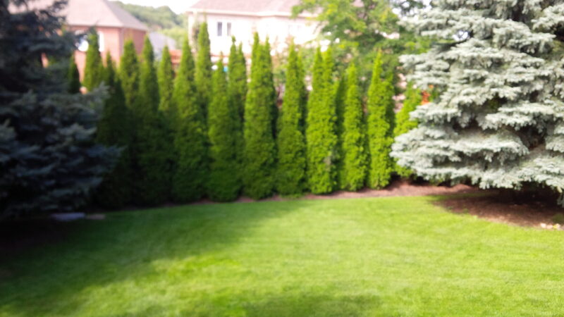 Meadow Peak — the property before work began, photo 5 of 8