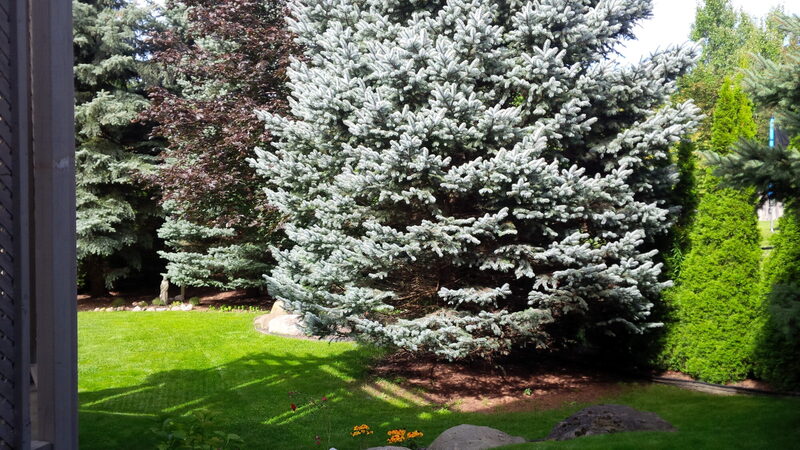 Meadow Peak — the property before work began, photo 8 of 8